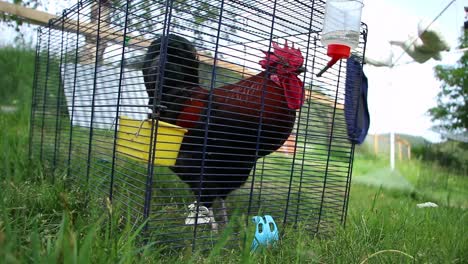 a rooster in a cage
