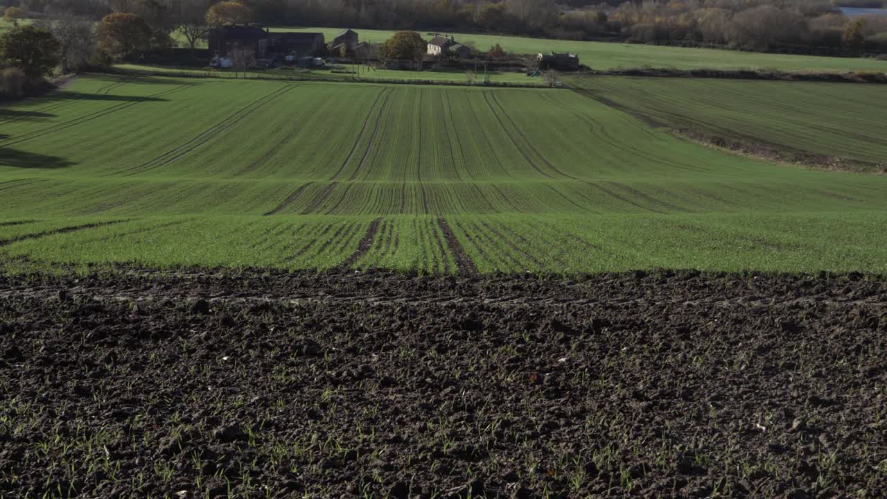 Junge grüne Getreidesprossen auf Ackerland, weite Schwenkaufnahme