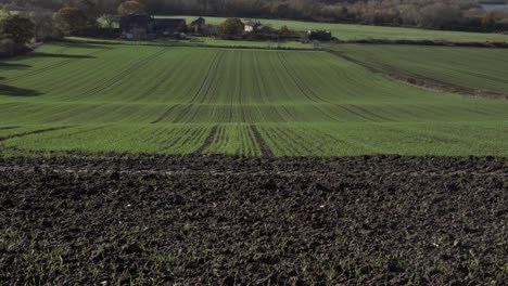 Early-green-crop-shoots-on-farmland-wide-panning-shot