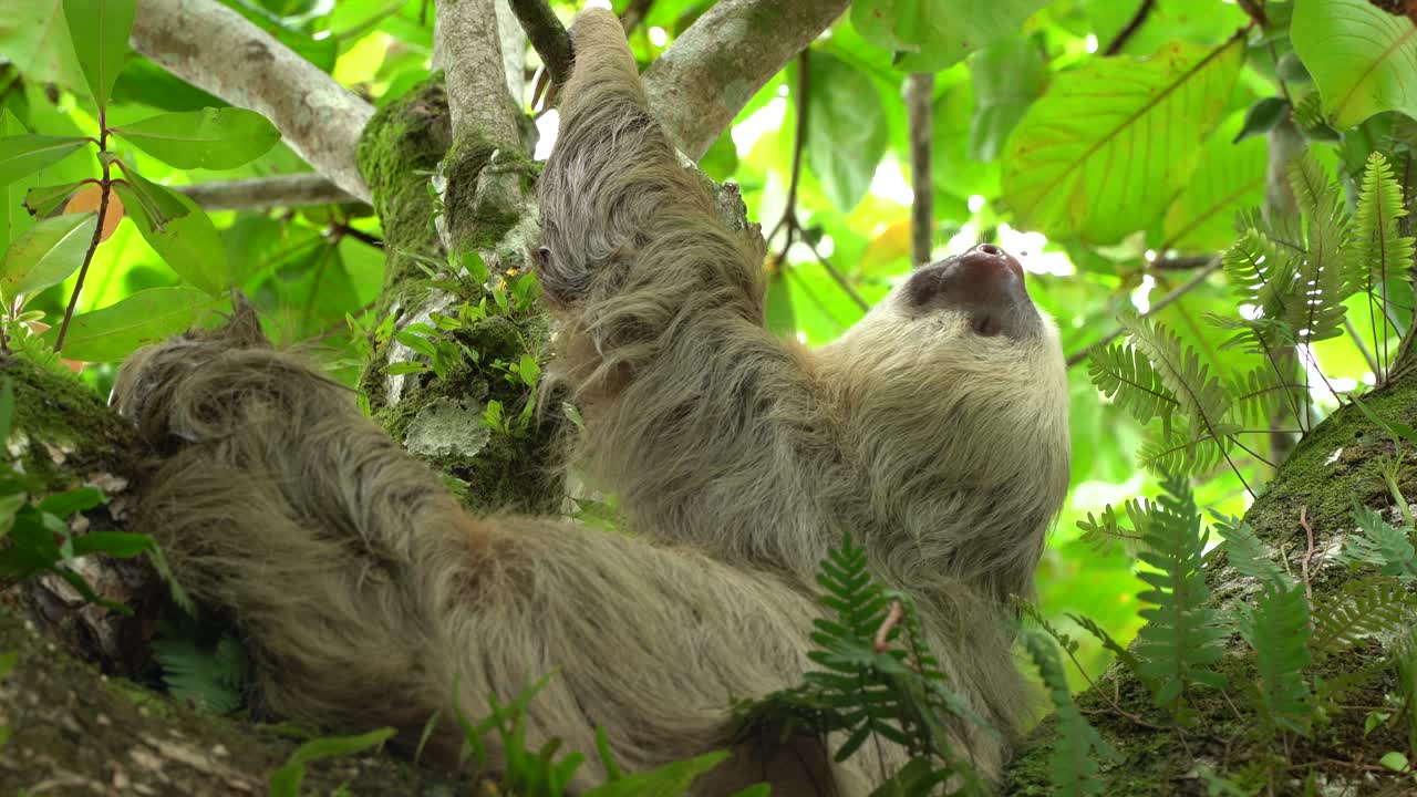 un cierre de un perezoso durmiendo en un árbol