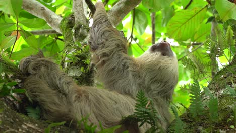 Un-Cierre-De-Un-Perezoso-Durmiendo-En-Un-árbol