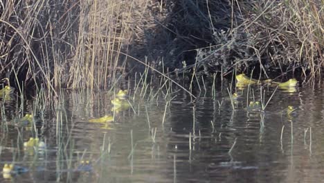 Group-of-frogs-with-head-out-of-water-swimming-by-swamp-shore-vegetation,-handheld,-day