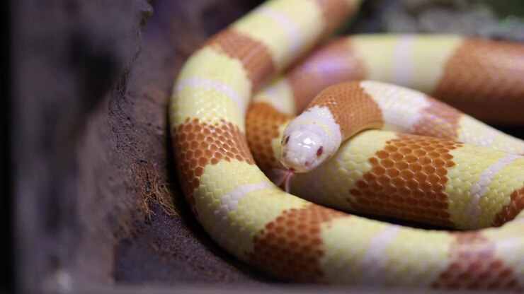 Albino Californische koningsslang beweegt in terrarium