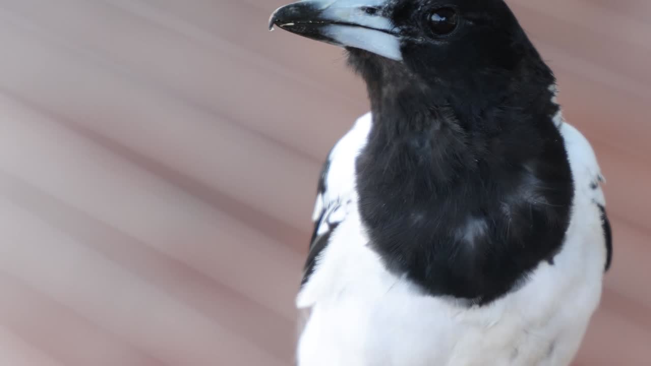 A magpie's head turns and tilts, showcasing its black and white plumage against a blurred background.