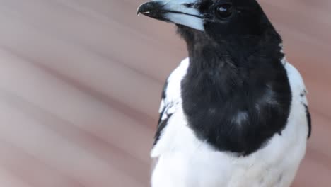 a magpie's head turns and tilts, showcasing its black and white plumage against a blurred background.