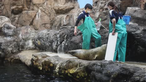 cuidadores de zoológicos alimentando a una foca en un recinto rocoso