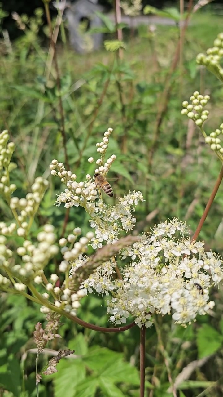 Ape laboriosa che raccoglie nettare e polline da un fiore bianco di olmaria in estate