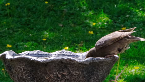 Vogeltrinken-In-Einem-Vogelbad-Im-Britischen-Garten-In-Der-Sonne