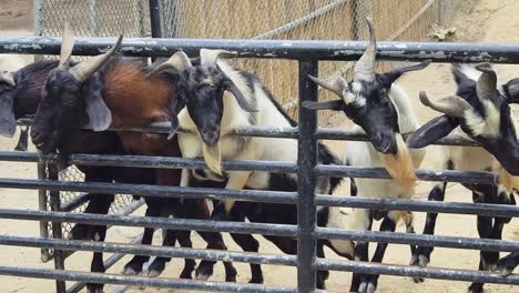 goats behind a metal fence