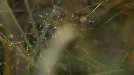 tallos de hierba de pradera costera cubiertos por gotitas de rocío que se mueven lentamente en el viento, luz de la hora dorada, vista idílica, toma de primer plano