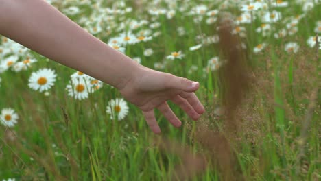 child's hand in a field of daisies