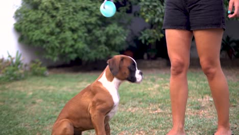 Hand-held-shot-of-a-woman-dangling-a-toy-above-a-boxer-puppy-and-then-lying-down