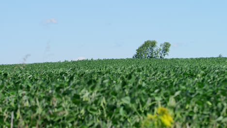 Campo-De-Maíz-Agrícola-En-Tierras-De-Cultivo-De-Wisconsin-Que-Sopla-En-El-Viento,-árbol-Distante-En-El-Fondo