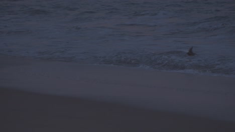 Birds-and-girls-on-a-twilit-beach