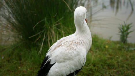 una cigüeña limpiando plumas junto a un estanque de río