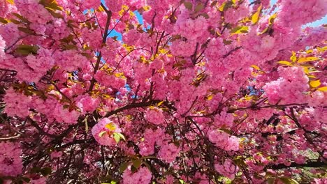 pink color of spring sakura in the national park of japan