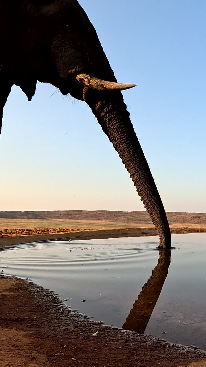 Side POV of waterhole as two elephants approach and drink water, VERTICAL