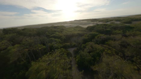 árboles-Forestales-Cerca-De-Las-Dunas-De-Arena-De-La-Playa,-Soustons-En-El-Departamento-De-Landas,-Nouvelle-aquitaine-En-Francia