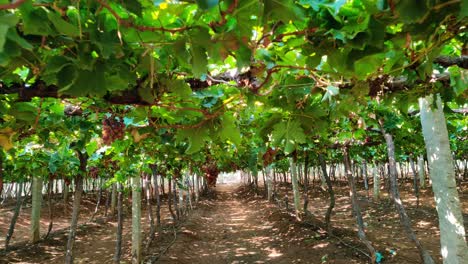 Walking-under-a-ripe-bunches-of-dark-grapes-on-a-farmland-close-up-view