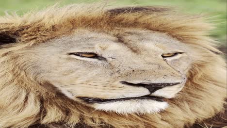 Animales-Africanos-León-Macho-Retrato-De-Cerca-En-El-Parque-Nacional-Serengeti-En-Tanzania-En-áfrica,-Video-Vertical-De-Animales-Africanos-Para-Redes-Sociales,-Carretes-De-Instagram-Y-Tiktok-En-El-Parque-Safari-De-Vida-Silvestre