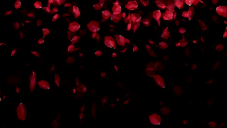 falling rose petals on black background