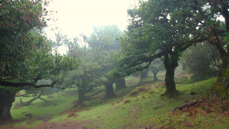 forest of fanal madeira wood foggy mysterious trees fairy mist cloudy moss fantasy rainy horror 4k