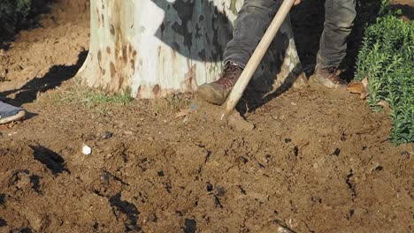 people digging and preparing soil for planting