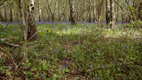 bluebell wood with sun breaking through with bumble bee