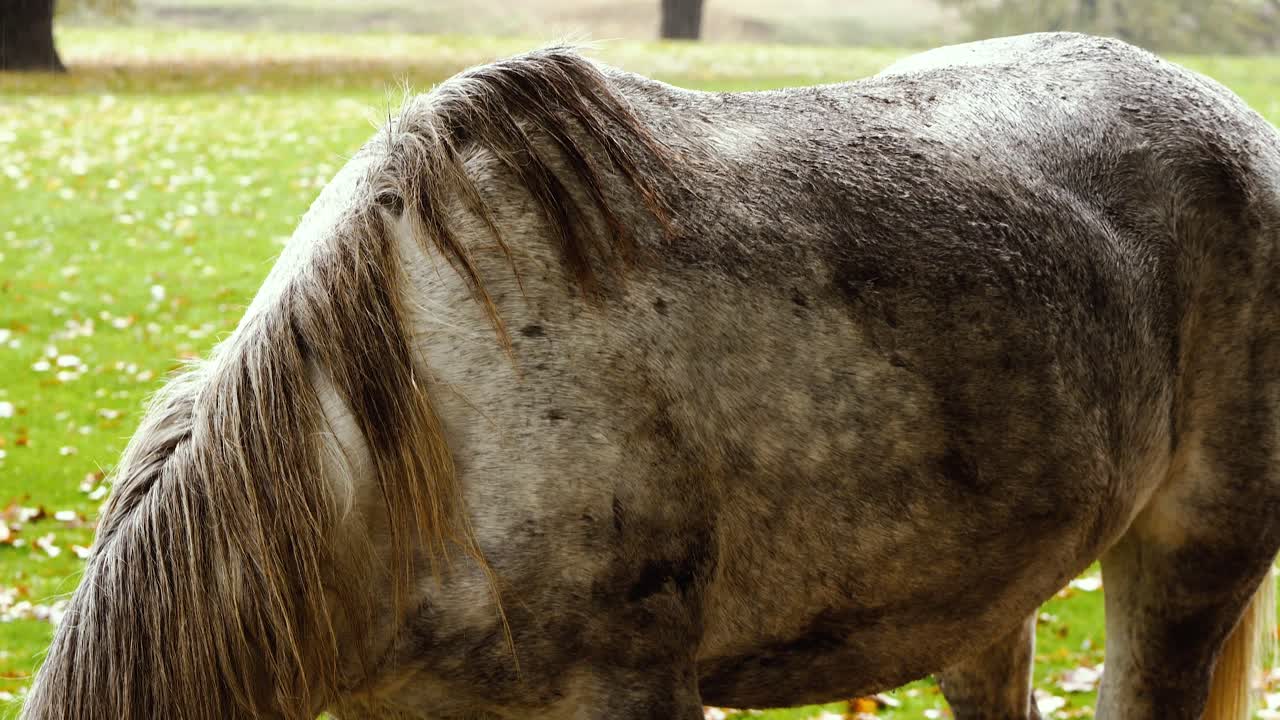 caballo gris comiendo pacíficamente en un paisaje oxidado y lluvioso