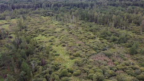 restauración forestal después de la extracción de turba.