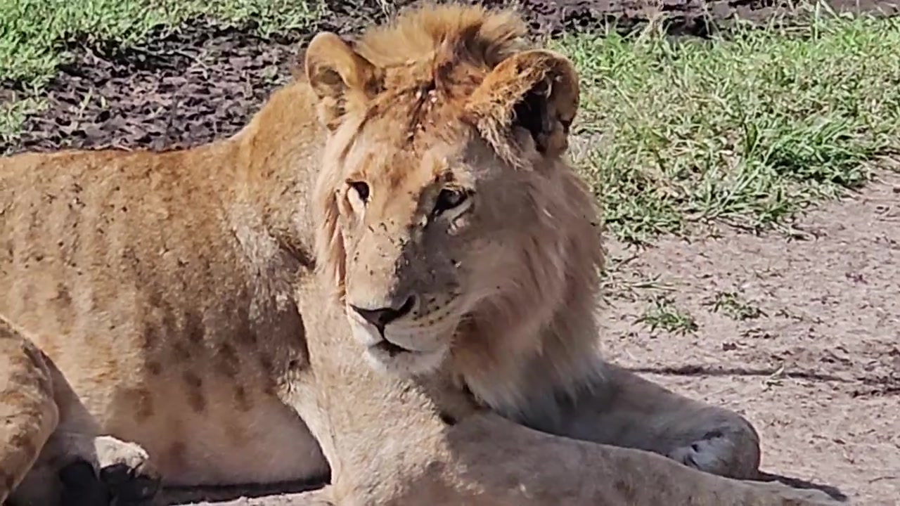 Detailní záběr mladého lva s obličejem plným much, odpočívajícího na zemi v Masai Mara.