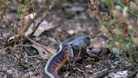 Serpiente-De-Liga-Que-Intenta-Tragar-A-Su-Presa