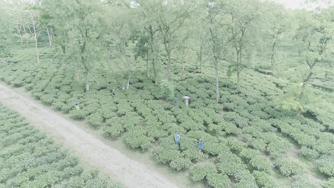 Aerial circle showing woman picking tea from bush on tea plantation,real time