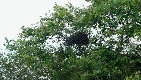 Zeitlupenaufnahme-Eines-Großen-Vogelnests