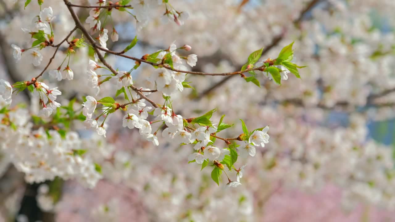꽃이 피는 사쿠라 체리 꽃