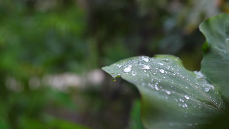 tropical leaf with water drop rainfall montpellier garden fresh leaves