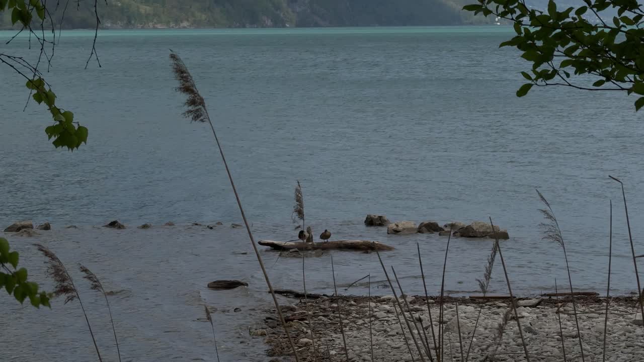 Pebble stones above Walensee Lake Walen shallow water level Switzerland nature