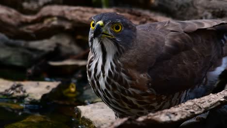 the crested goshawk is one of the most common birds of prey in asia and belonging to the same family of eagles, harriers