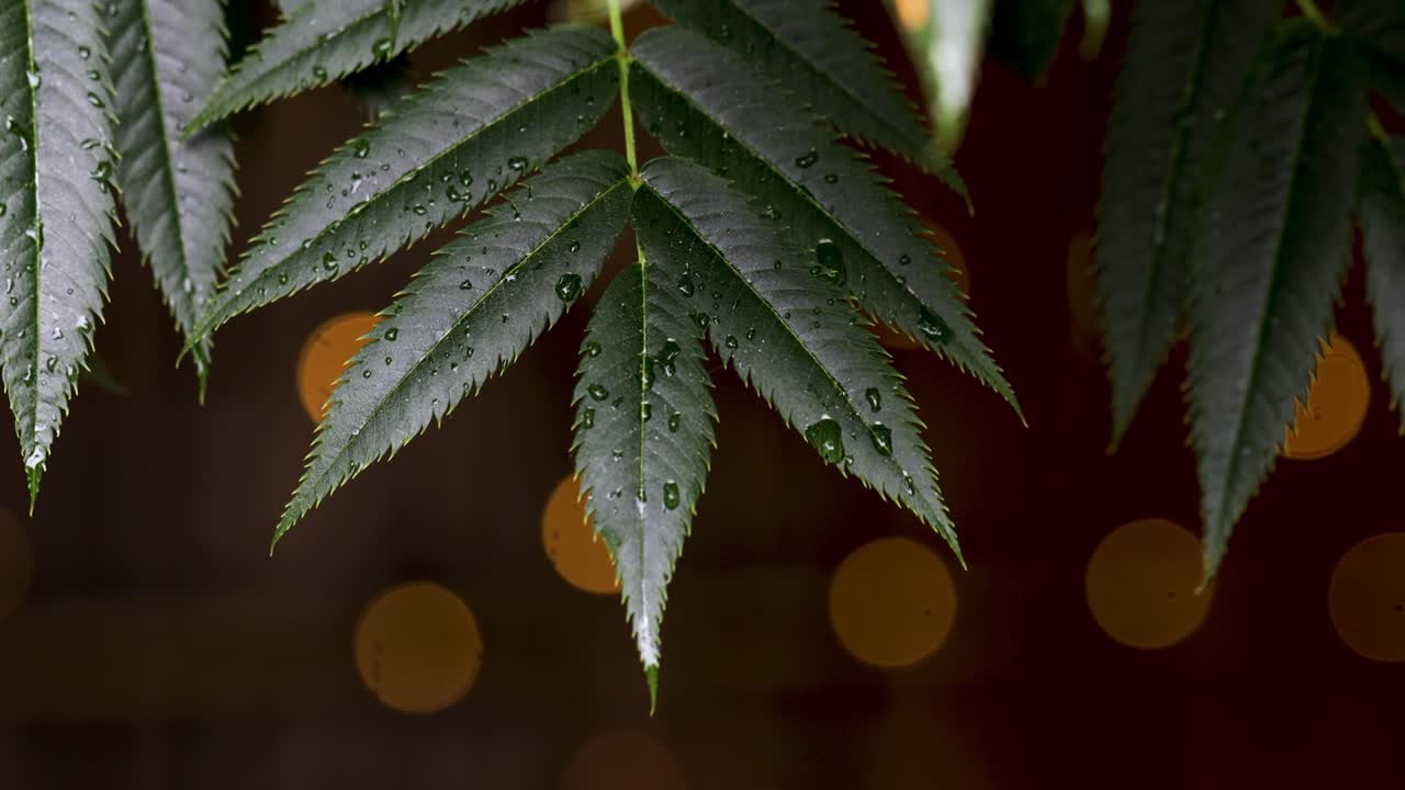 arriba de rocío cubierto de hojas verdes cerca de la hoja, buena iluminación bokeh en el fondo, jardín disparado