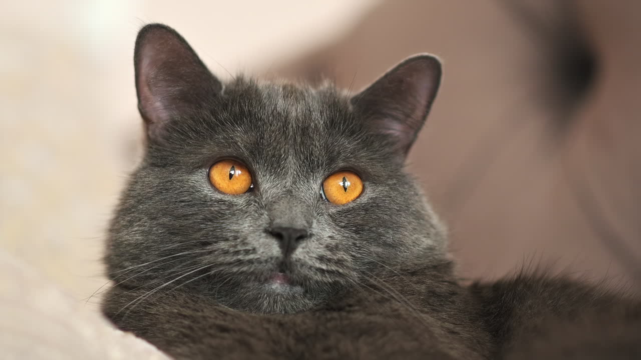 Close up of a gray cat with bright amber eyes lying on the bed, staring calmly