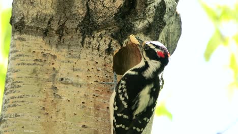 a male hairy woodpecker feed its chicks with a big yellow larva