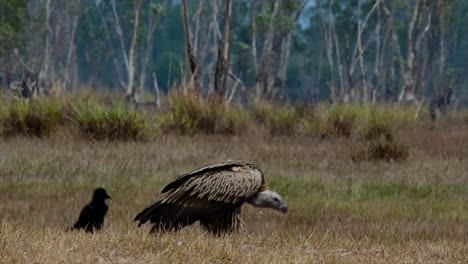 the himalayan griffon vulture is near threatened due to toxic food source and habitat loss