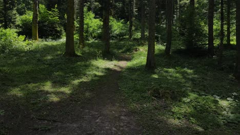 Forest-Nature-Aerial-Drone