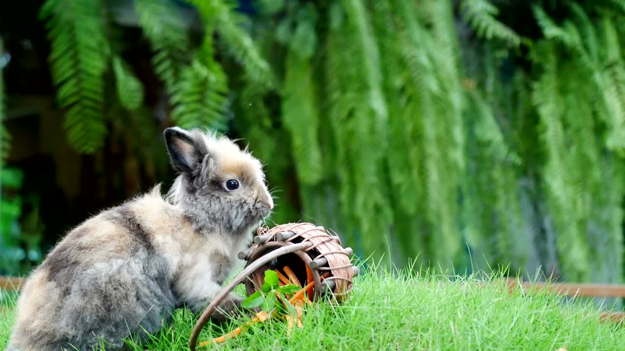 농장에서 당근을 먹는 토끼의
