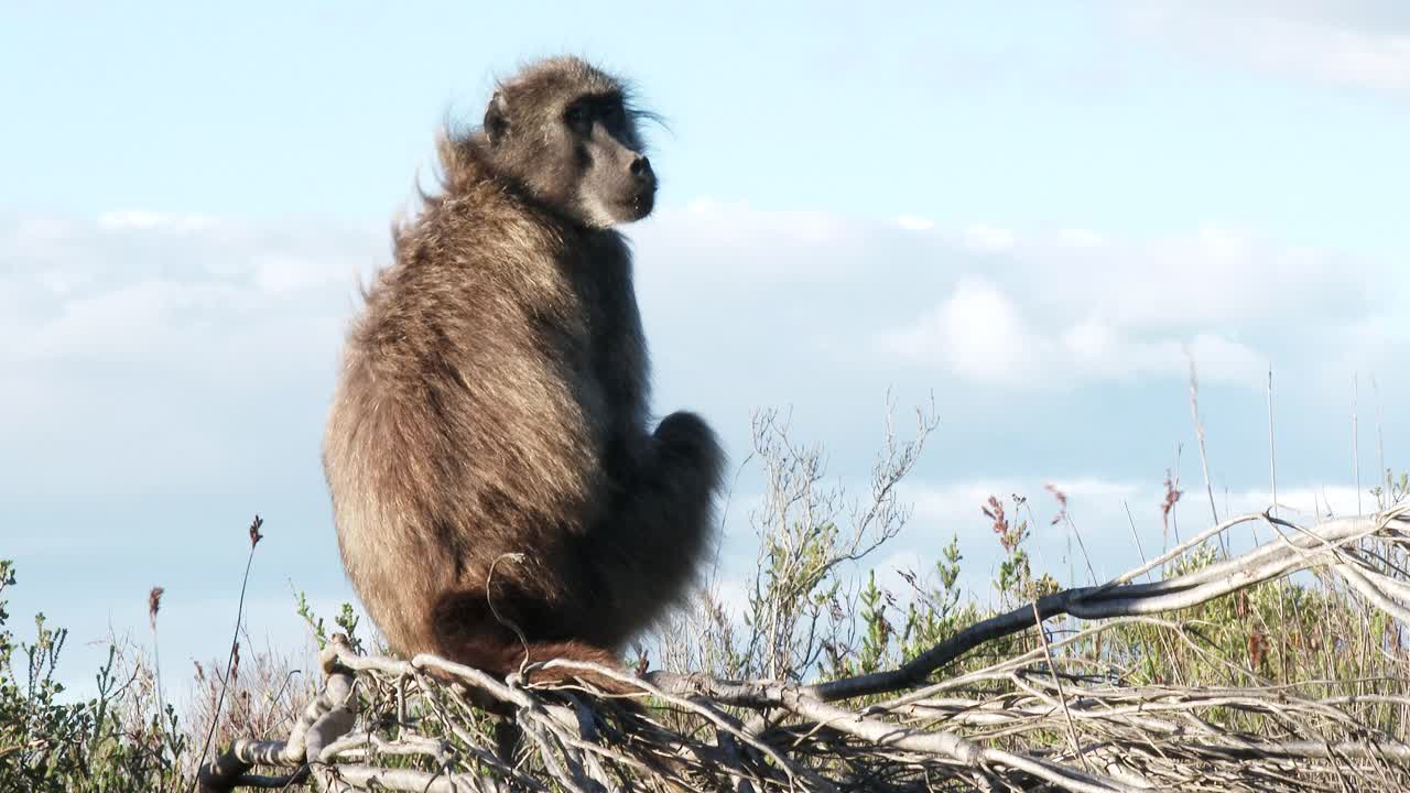 un babuino chacma ve sus alrededores desde un punto de vista, de cerca