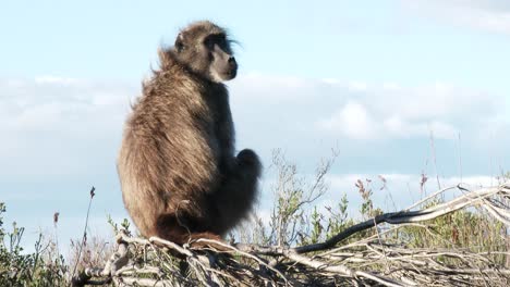 a chacma baboon views it's surroundings from a vantage point, close up