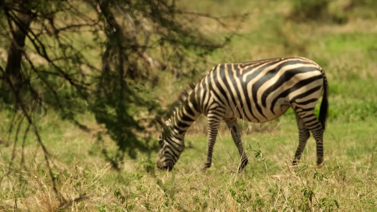 A naive zebra, unaware that in a couple of minutes it will become the breakfast of a lion