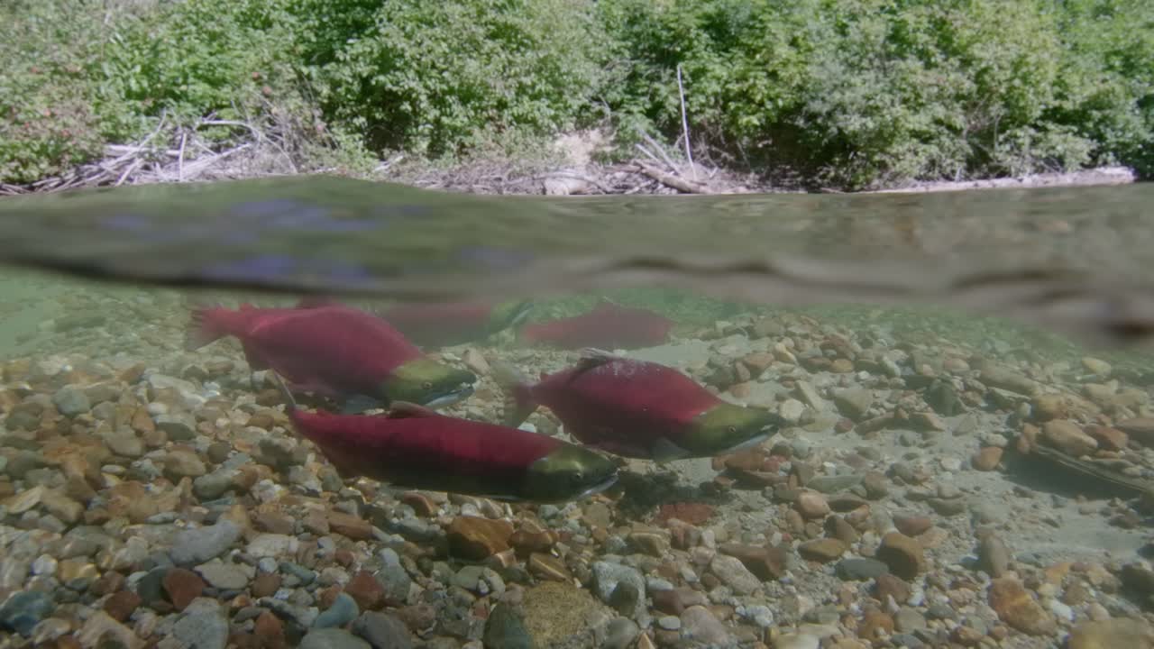 Male and female sockeye salmon displaying spawning behaviour in a clean water stream in Canada.