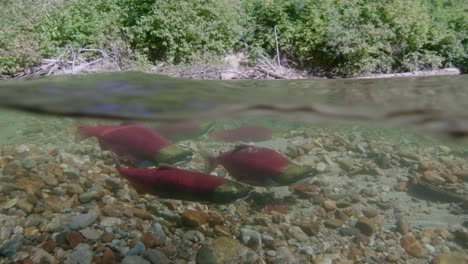 male and female sockeye salmon displaying spawning behaviour in a clean water stream in canada.