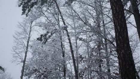 Schneebedeckter-Baumwipfelwald-Von-Unten-In-Zeitlupe,-Handgehalten